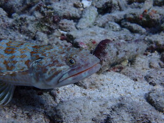 scuba diving underwater world 