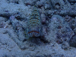 scuba diving underwater world 