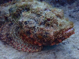 scuba diving underwater world 