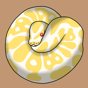 Ball pthon albino snake reptile