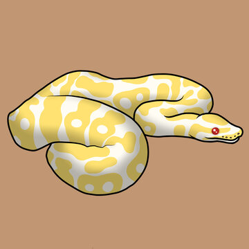 Ball pthon albino snake reptile