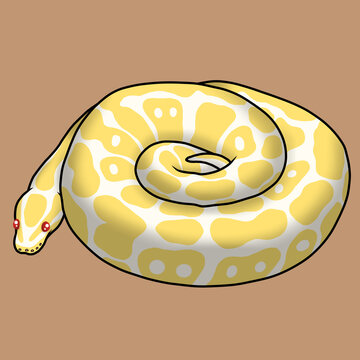 Ball pthon albino snake reptile