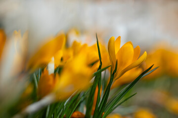 yellow crocuses as spring background, Crocus sieberi