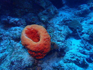 underwater coral reef 