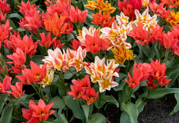Tulip called Fun Colours mix. Glorious mix consists of the tulip Toronto and two of her colour-mutants Winnipeg and Quebec.Tulips are divided into groups that are defined by their flower features