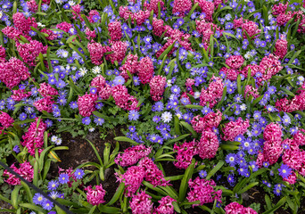 Blue Shades Anemones and Pink Pearl Hyacinths blooming in a garden