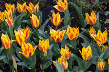 yellow and red tulips blooming in a garden