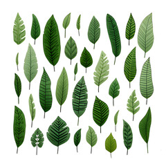 Set of tropical leaves, vector, watercolor, variety, ornamental, transparent background