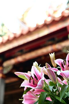 The photo shows oriental lilies that were offered to Buddha in a temple. Oriental lilies are often used as offerings to Buddha, symbolizing purity, fragrance, respect, and devotion.