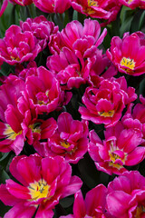 Red tulip called Supri Candy, Triumph group. Tulips are divided into groups that are defined by their flower features