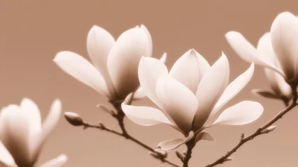 Gordijnen Branch with magnolia flowers with sepia tones against a background of blurred sky, soft focus © Marina David