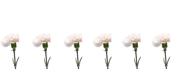 A single white carnation against a plain background, perfect for Mother's Day.