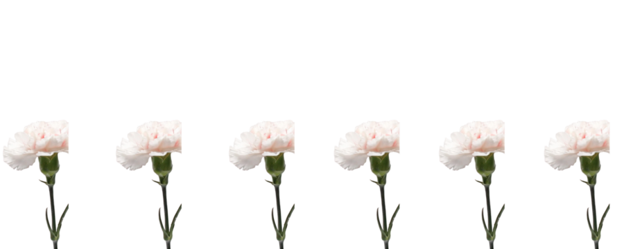 A single white carnation against a plain background, perfect for Mother's Day.