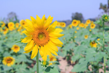 Beautiful sunflower in field