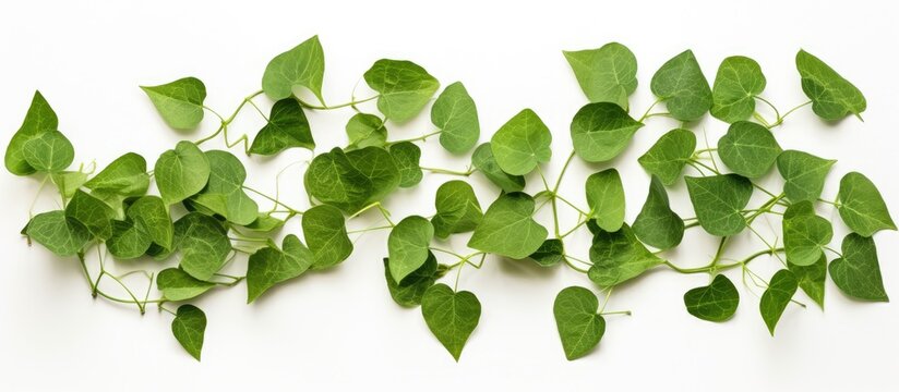 Many green leaves of Coccinia grandis arranged on a white backdrop.