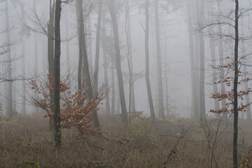 Wald, Nebel, Teutoburger Wald