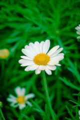 daisy in the garden
