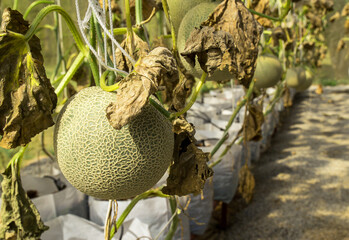 Fresh melon grown in greenhouses insect protection