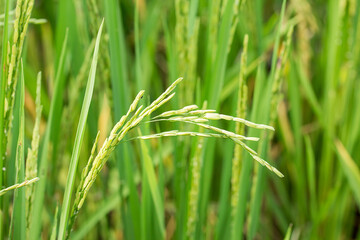 Close up of green paddy rice.