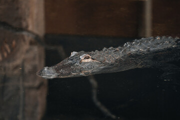 Dark water enclosure housing an alligator.