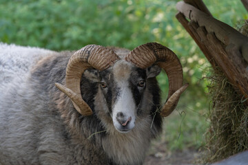 Mouflon in the zoo. Portrait of a ram.