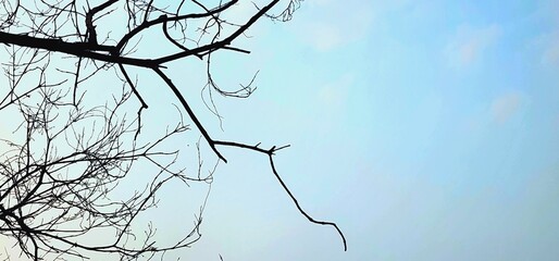 Dried branches on the top of the tree