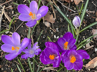 Purple crocus flowers bloom in the garden in spring