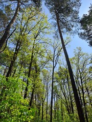 Fototapeta premium trees in the woods