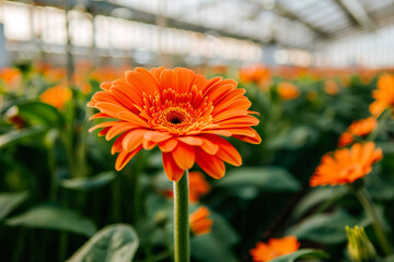 Orange gerbera flower. Production and cultivation of flowers in the greenhouse.