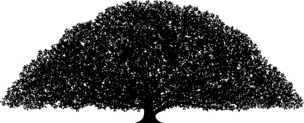 A big monkey pod tree vector illustration isolated on a white background