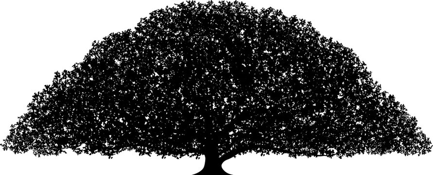 A big monkey pod tree vector illustration isolated on a white background