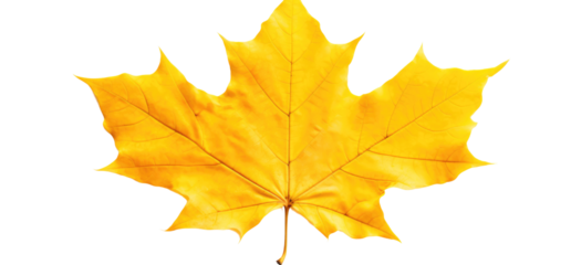 A single autumn leaf: A yellow leaf with a transparent background. The foliage is the main focus of the image. Concept of October and fall