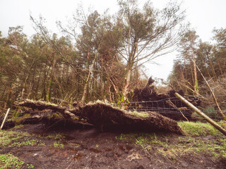 Effect of a strong wind of a storm on a tree forest. County Sligo, Ireland. Power of nature concept. Tree pulled out from soft ground.