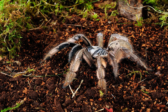 Tarantula // Vogelspinne (Augacephalus ezendami)