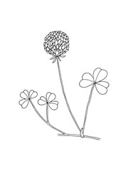 Hand drawn line art minimalist clover illustration. Healing herbs, culinary herbs, aromatherapy plants, herbal tea ingredients. Botanical clipart. Plant  illustration. Organic skincare ingredients.