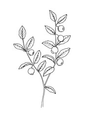 Hand drawn line art minimalist blueberry illustration. Healing herbs, culinary herbs, aromatherapy plants, herbal tea ingredients. Botanical clipart. Plant  illustration. Organic skincare ingredients.