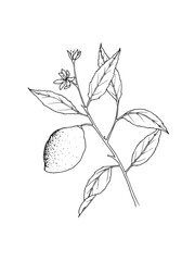 Hand drawn line art minimalist lemon illustration. Healing herbs, culinary herbs, aromatherapy plants, herbal tea ingredients. Botanical clipart. Plant  illustration. Organic skincare ingredients.
