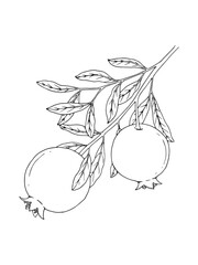 Hand drawn line art minimalist pomegranate illustration. Healing herbs, culinary herbs, aromatherapy plants, herbal tea ingredients. Botanical clipart. Organic skincare ingredients.