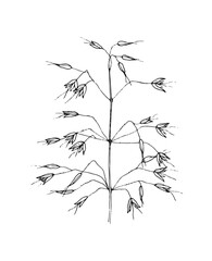 Hand drawn line art minimalist oat illustration. Healing herbs, culinary herbs, aromatherapy plants, herbal tea ingredients. Botanical clipart. Plant  illustration. Organic skincare ingredients.