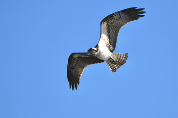 osprey is hunting a fish