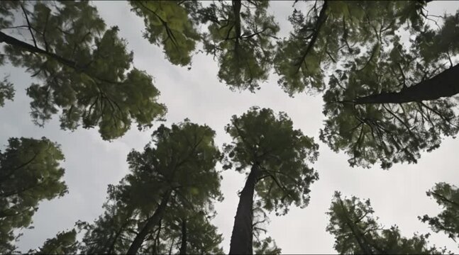 upward view of trees in a forest
