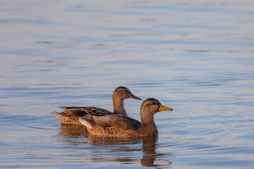 Two ducks (anatidae) swimming on blue colored water