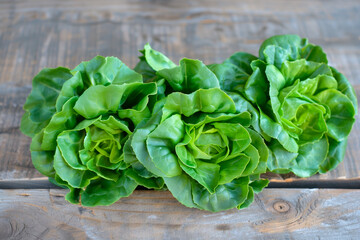 Boston lettuce isolated on white background. Fresh green salad leaves from garden - obrazy, fototapety, plakaty