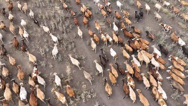 Aerial drone view of a huge herd of cows and young calves walking and grazing in a spring or summer meadow. Dairy farm. Cattle on a green field. Cow farm. Dairy production farm.