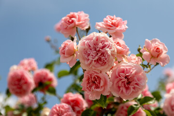 Close-up of pink roses in full bloom with ablue sky as background