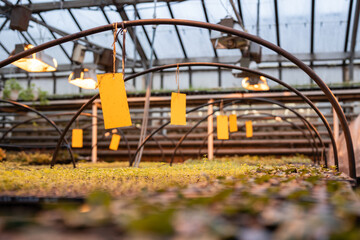 Fungus gnats stuck on yellow sticky trap. Non-toxic flypaper for Sciaridae insect pests in industry greenhouse. Eco plant pest control in glasshouse