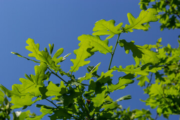 Fototapeta na wymiar Spring oak leaves on a dark background. Tree branches with fresh green leaves. Spring background