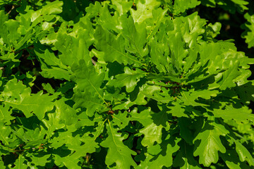 Fototapeta na wymiar Spring oak leaves on a dark background. Tree branches with fresh green leaves. Spring background