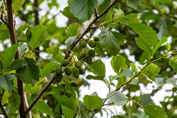Fototapeta premium Speckled alders spread their seed through cone-like structures
