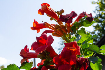 Beautiful red flowers of the trumpet vine or trumpet creeper Campsis radicans surrounded by green...